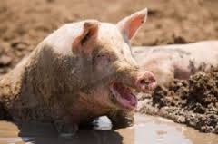 pig in mud